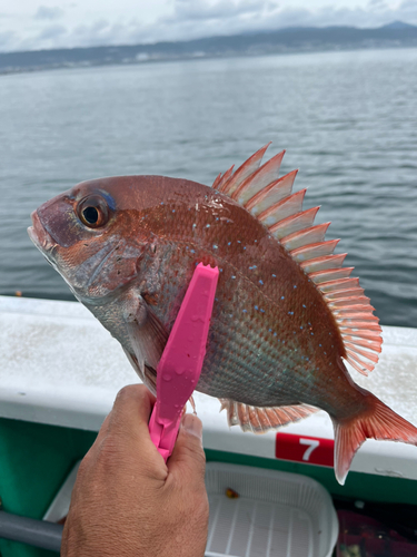 マダイの釣果