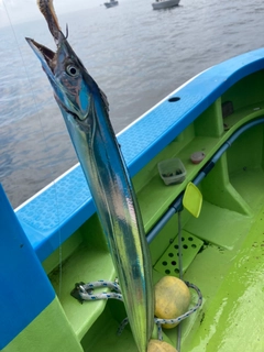 タチウオの釣果