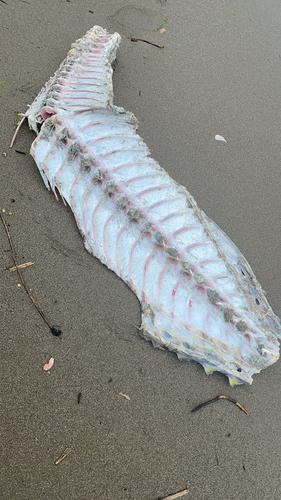 キハダマグロの釣果