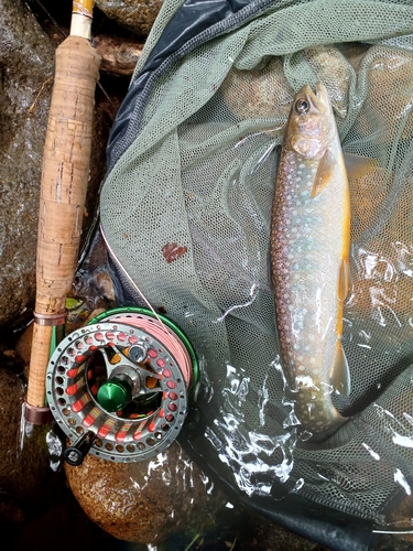 エゾイワナの釣果