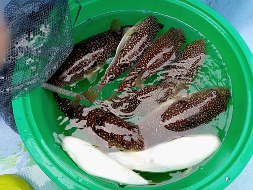 ショウサイフグの釣果