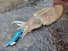 モンゴウイカの釣果