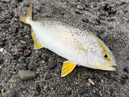 ショゴの釣果