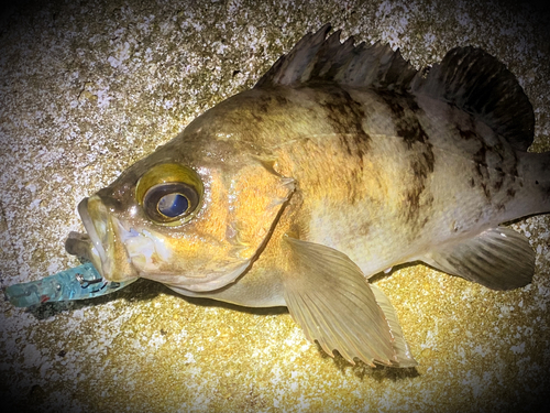 シロメバルの釣果