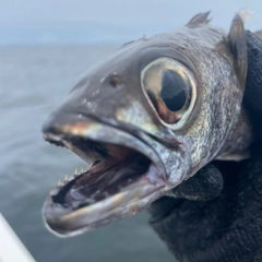 ムツの釣果