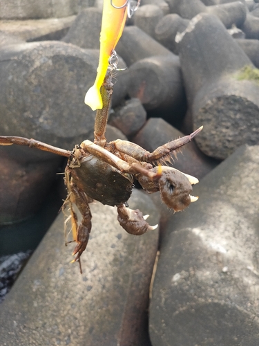 カニの釣果