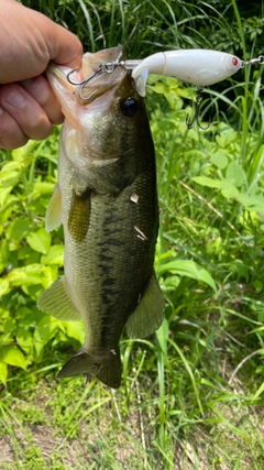 ラージマウスバスの釣果