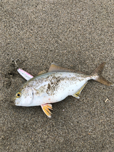 ショゴの釣果