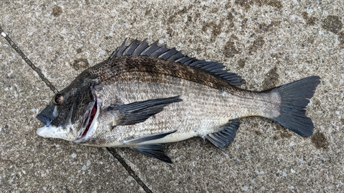 クロダイの釣果