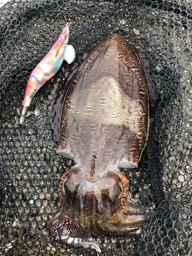 モンゴウイカの釣果