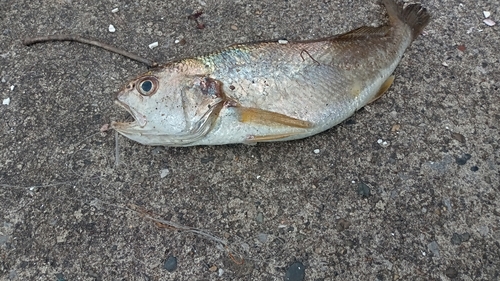 イシモチの釣果