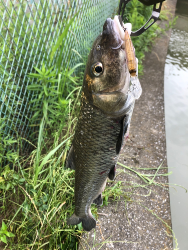 ニゴイの釣果