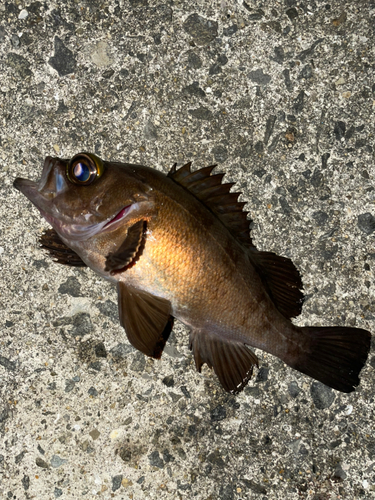 メバルの釣果