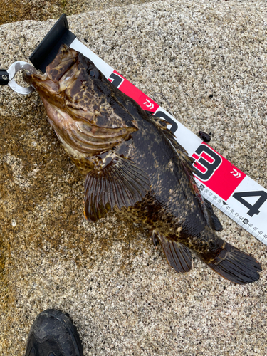 タケノコメバルの釣果