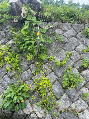 イワナの釣果