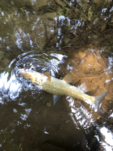 ニゴイの釣果