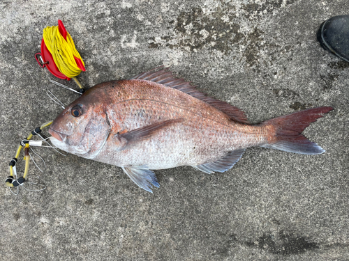 マダイの釣果