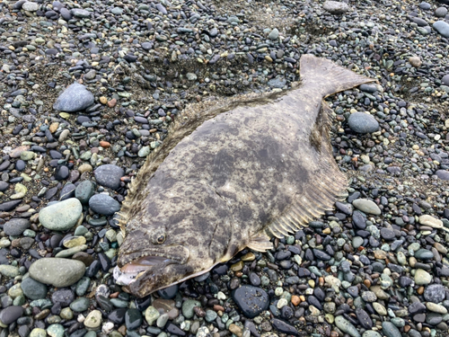 ヒラメの釣果