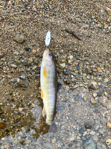 イワナの釣果