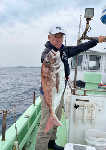 マダイの釣果