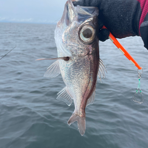 オオメハタの釣果