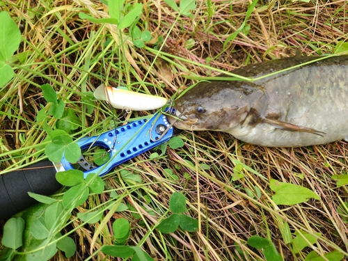 ナマズの釣果