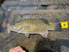 スモールマウスバスの釣果