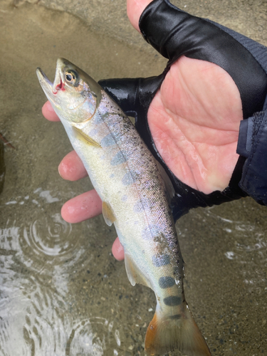 ヤマメの釣果