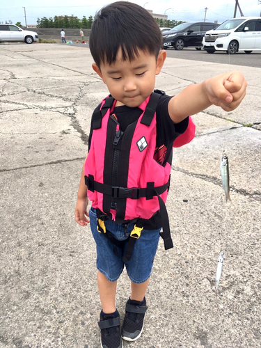 コノシロの釣果