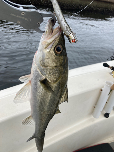 シーバスの釣果