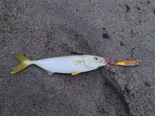 ワカナゴの釣果