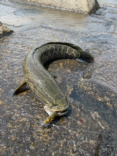 ライギョの釣果