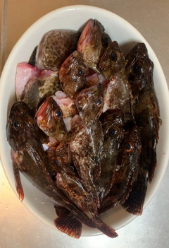 カサゴの釣果