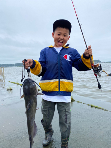 アメリカナマズの釣果