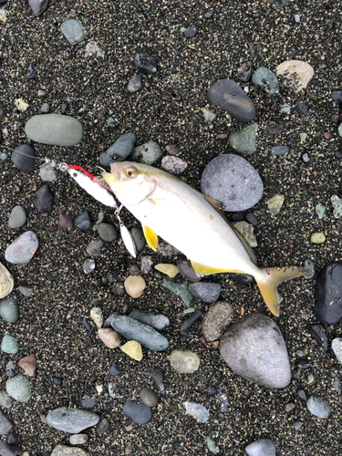 ショゴの釣果