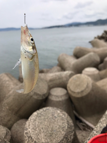 キスの釣果