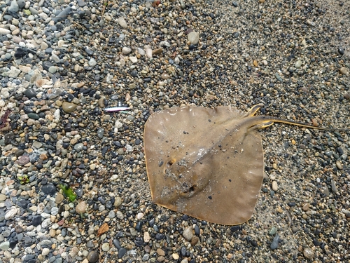 アカエイの釣果