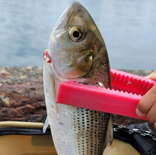 コノシロの釣果