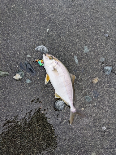 ショゴの釣果