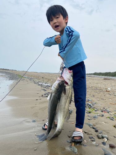 スズキの釣果