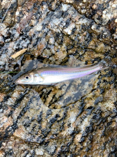 キスの釣果