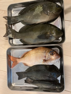 グレの釣果