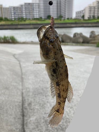 ウロハゼの釣果