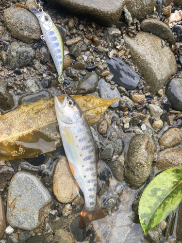 ヤマメの釣果