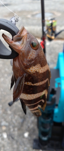 マハタの釣果