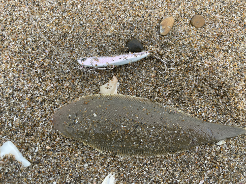 シタビラメの釣果