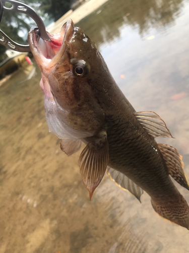 ホシマダラハゼの釣果