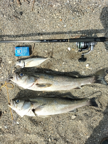 シーバスの釣果