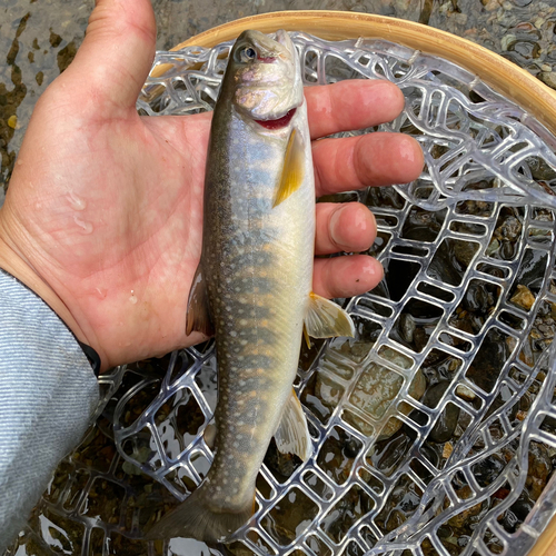 イワナの釣果