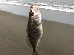 イシモチの釣果